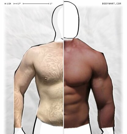 Torso Comparison