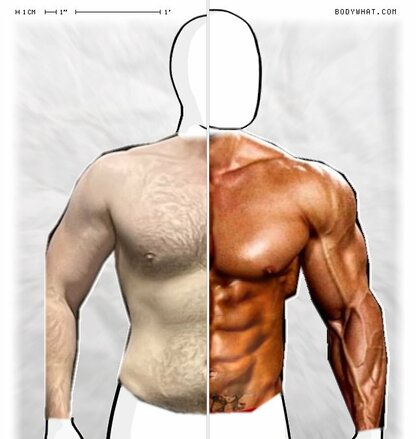 Torso Comparison