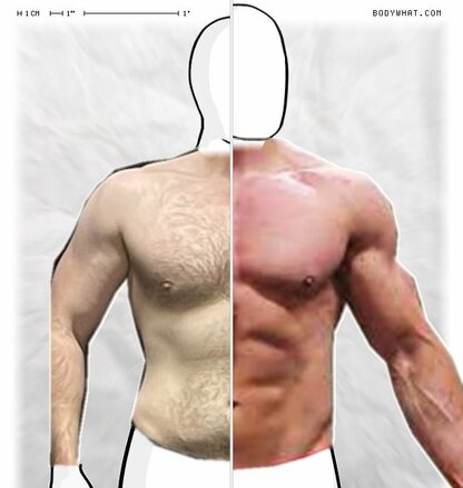 Torso Comparison
