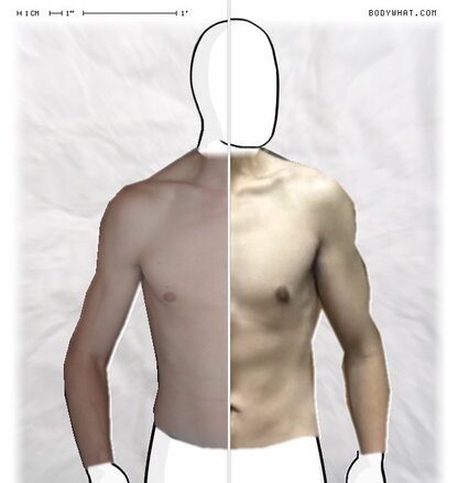 Torso Comparison