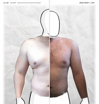 Torso Comparison