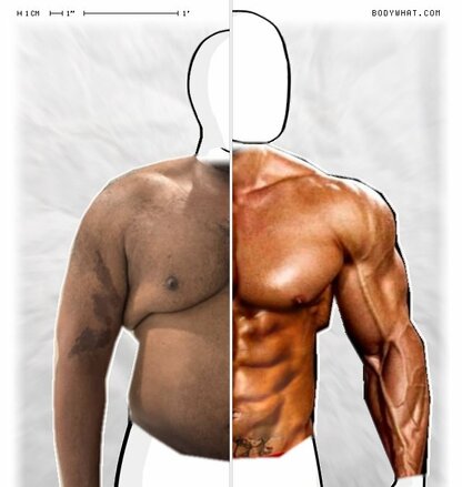 Torso Comparison