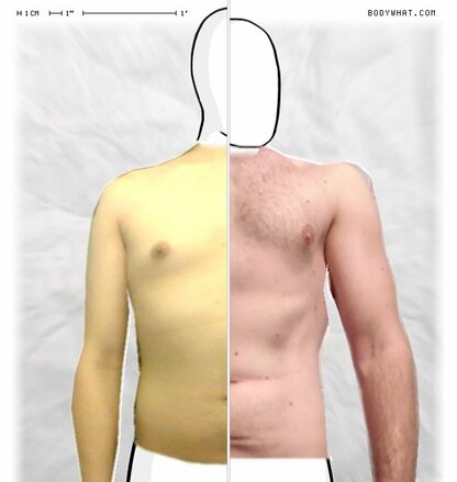 Torso Comparison