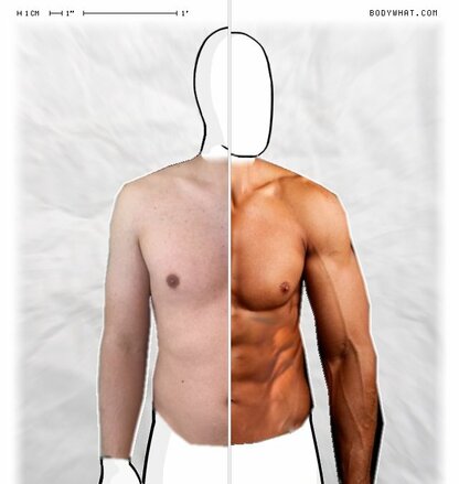 Torso Comparison