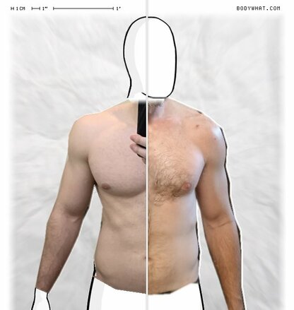 Torso Comparison