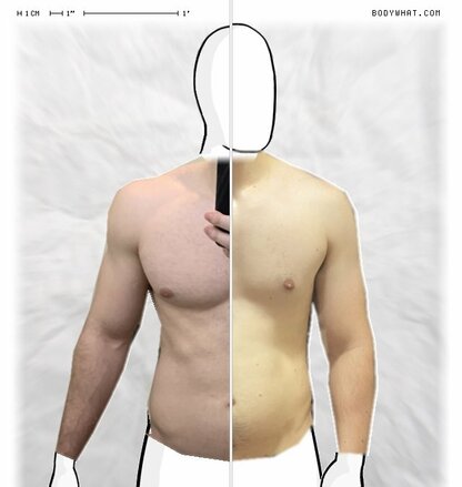 Torso Comparison