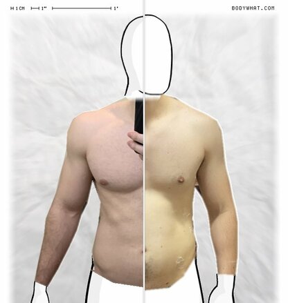 Torso Comparison
