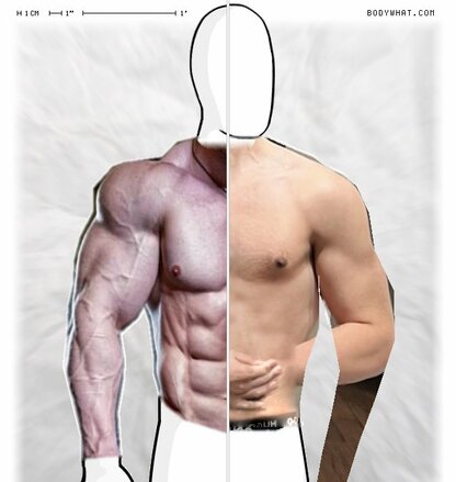 Torso Comparison