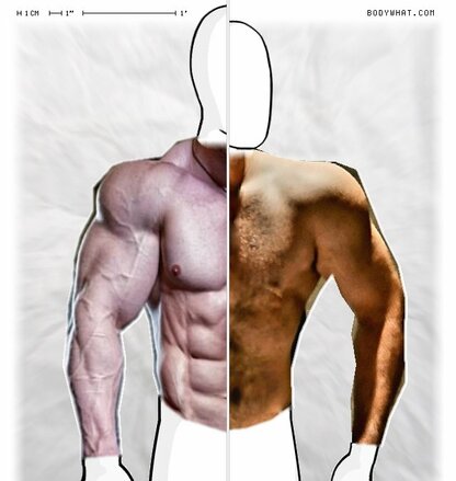 Torso Comparison
