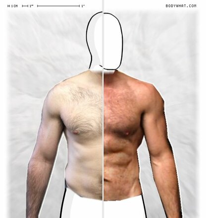 Torso Comparison