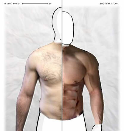 Torso Comparison