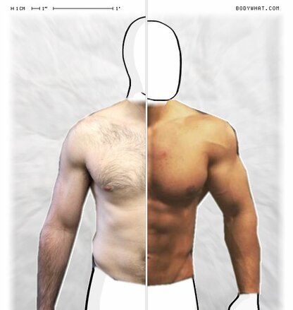 Torso Comparison