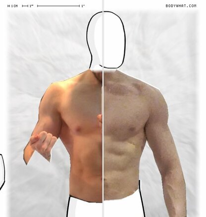 Torso Comparison