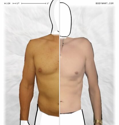 Torso Comparison