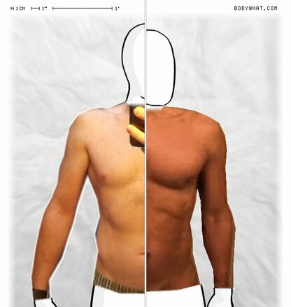 Torso Comparison