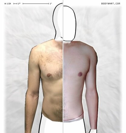 Torso Comparison