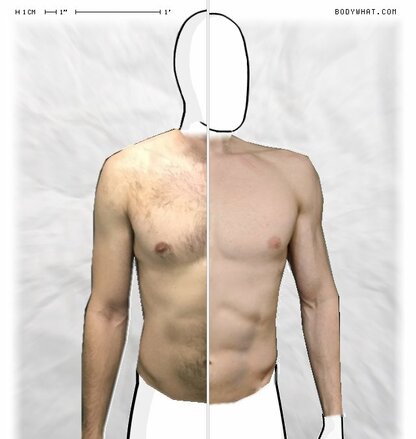 Torso Comparison