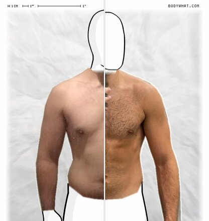 Torso Comparison