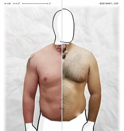 Torso Comparison