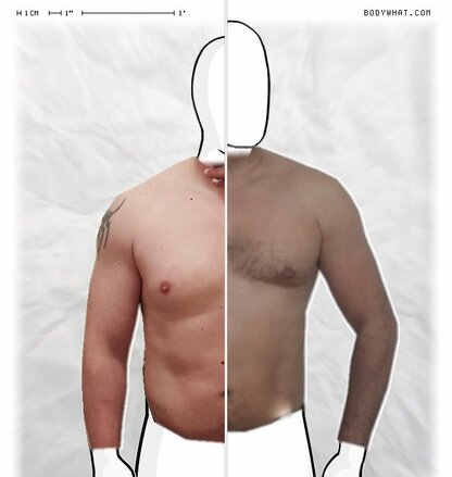 Torso Comparison