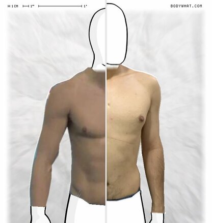 Torso Comparison