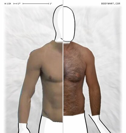 Torso Comparison