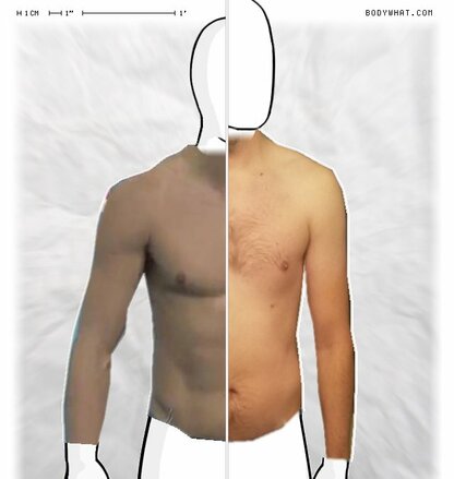 Torso Comparison