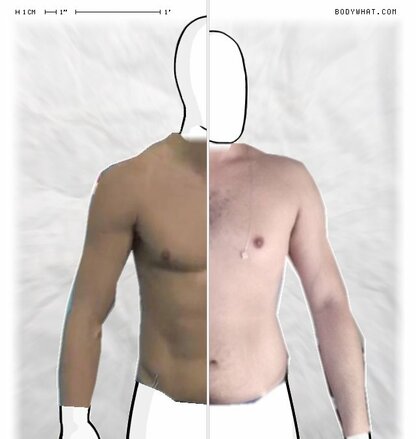 Torso Comparison