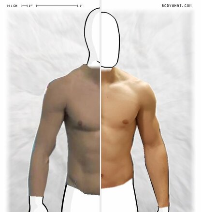 Torso Comparison