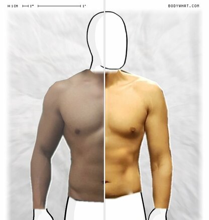 Torso Comparison