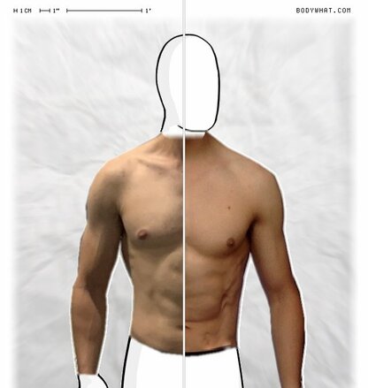 Torso Comparison