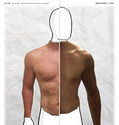 Torso Comparison