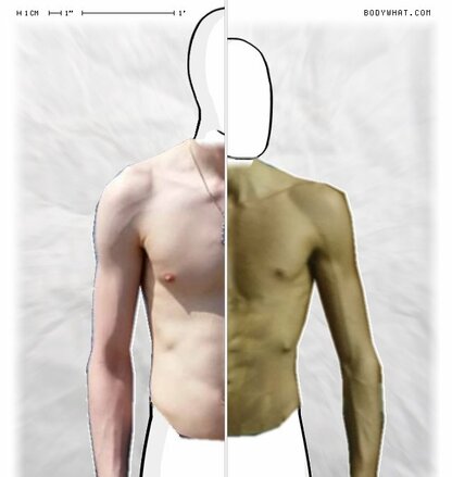 Torso Comparison