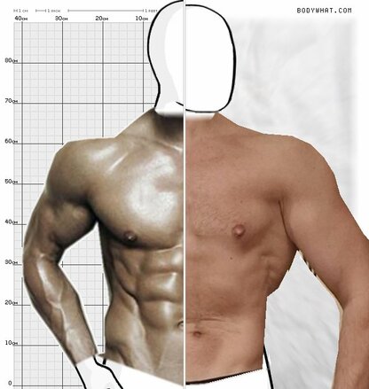 Torso Comparison