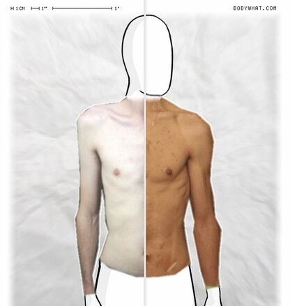 Torso Comparison