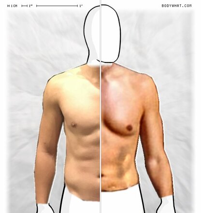 Torso Comparison