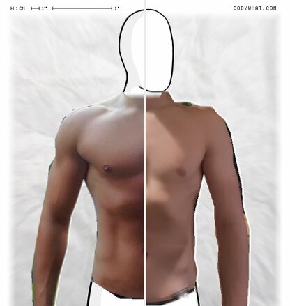 Torso Comparison
