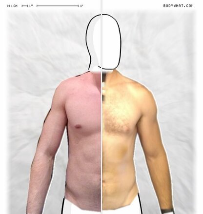 Torso Comparison