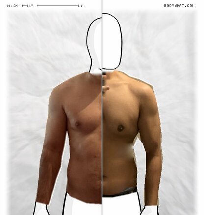 Torso Comparison