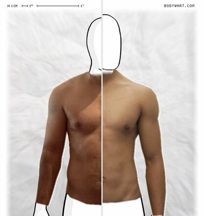 Torso Comparison