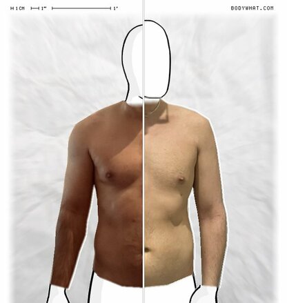 Torso Comparison