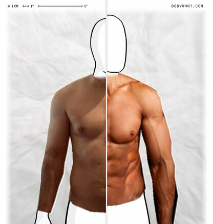 Torso Comparison