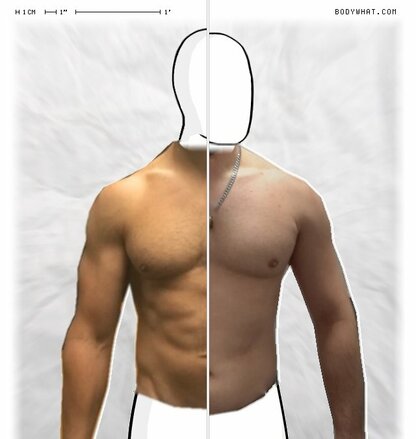 Torso Comparison