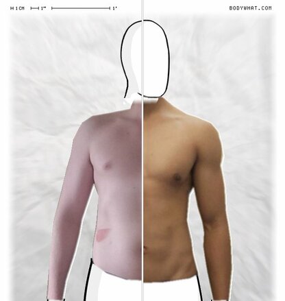 Torso Comparison