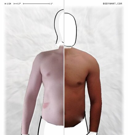 Torso Comparison