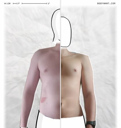 Torso Comparison