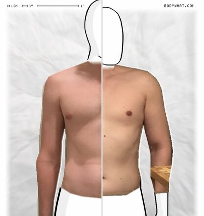 Torso Comparison