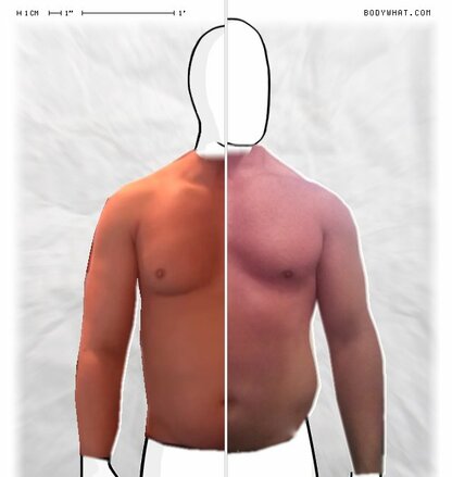 Torso Comparison