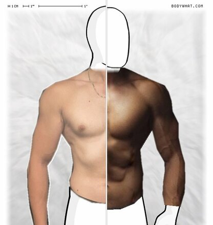 Torso Comparison