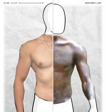 Torso Comparison